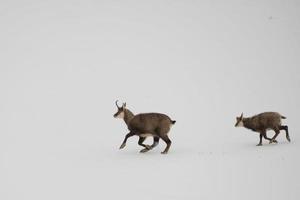 padre y hijo gamuza ciervo corriendo en el nieve antecedentes foto