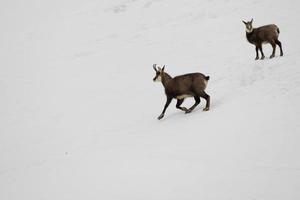 ciervos de gamuza de padre e hijo en el fondo de la nieve foto