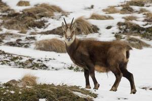 un ciervo de gamuza aislado en el fondo de la nieve foto