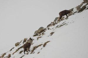 An isolated chamois deer in the snow background photo