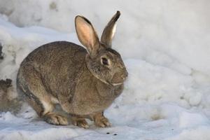 Rabbit close up portrait on snow background photo