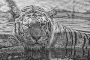 Siberian tiger ready to attack looking at you in black and white photo