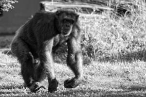 mono chimpancé mono mientras corriendo foto