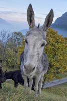 White and black Donkey close up portrait photo