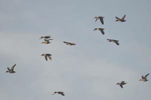 patos en el azul cielo antecedentes foto