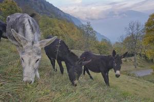 White and black Donkey close up portrait photo