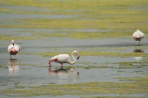 Pink Flamingo fishing in  a swamp photo