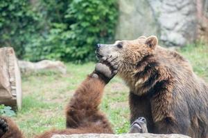 Black grizzly bears while fighting photo