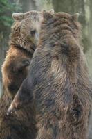 Two Black grizzly bears photo