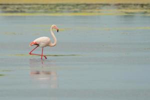 Pink flamingo relaxing in water in Sardinia, Italy photo