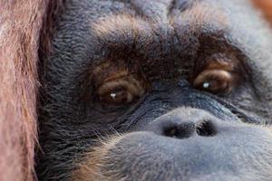 orangutan monkey close up portrait photo