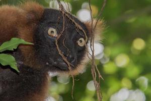 madagascar lemur monkey portrait on a tree photo