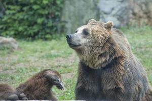 Two Black grizzly bears photo