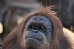 orangutan monkey close up portrait photo