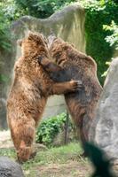 Black grizzly bears while fighting photo