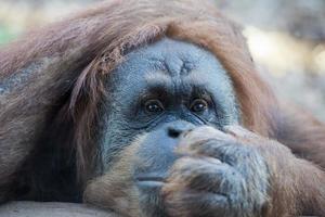 orangutan monkey close up portrait photo