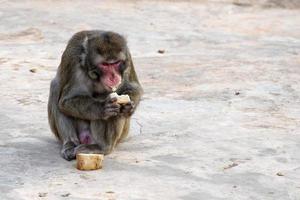 japanese macaque monkey portrait photo