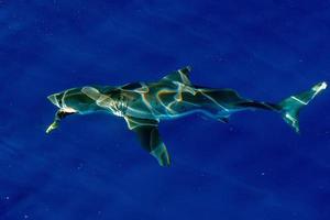 Great White shark ready to attack photo