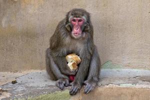 retrato de mono macaco japonés foto