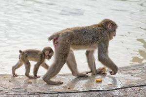 japanese macaque monkey portrait photo