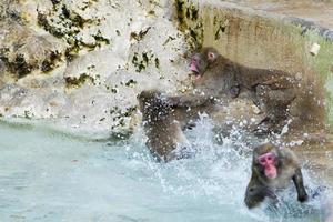 japanese macaque monkey while fighting for food photo