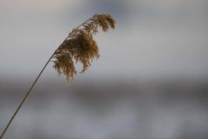 A whole grain branch on white snow background photo