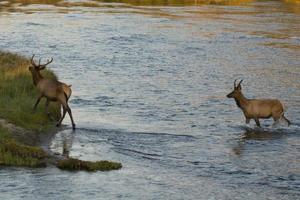 Yellowstone deer male and female photo