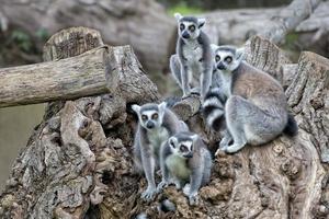 lemur monkey on a tree photo