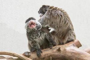 Emperor Tamarin monkey while looking at you photo