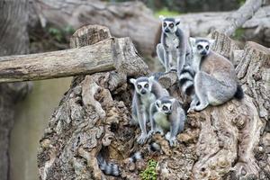 lemur monkey on a tree photo