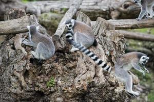 lemur monkey on a tree photo