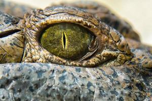 Crocodile Alligator eye close up photo