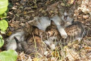 mother cat feeding puppy photo