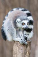 lemur monkey while looking at you photo