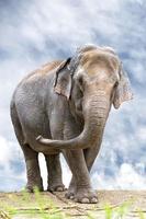 elephant portrait on cloudy sky photo