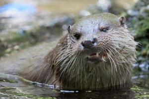 otter playing in the river photo