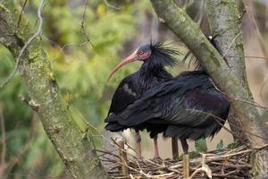 ibis aves en un árbol foto