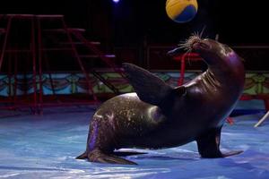 Circus Seal while playing on the black background photo