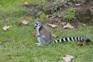 lemur monkey while looking at you photo