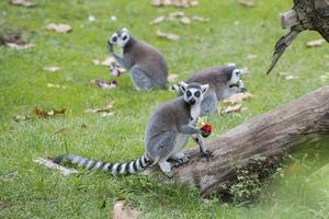 lemur monkey while looking at you photo