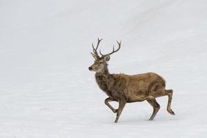 Deer on the snow background photo