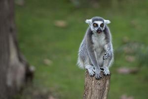 lemur monkey while looking at you photo