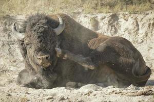 Isolated Buffalo Bison in Lamar Valley Yellowstone photo