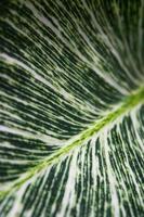 The lines and colors of the leaves in the garden photo