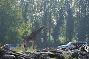 Giraffe close to cars in a park photo