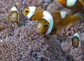 Clown fish into anemone photo