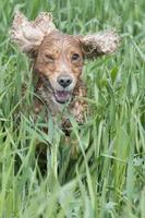 Isolated english cocker spaniel on the grass background photo