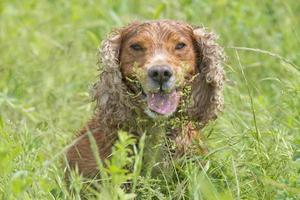 Isolated english cocker spaniel on the grass background photo