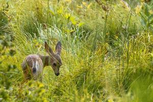 Isolated  young puppy deer looking at you on a grass background photo
