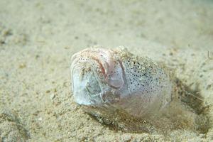 Stargazer priest fish while hiding in sand in Philippines photo